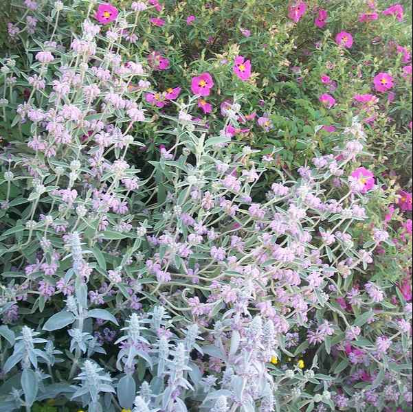 Stachys Lanata grown sustainably and plastic free in my back garden, carbon neutral Organic Plant Nursery