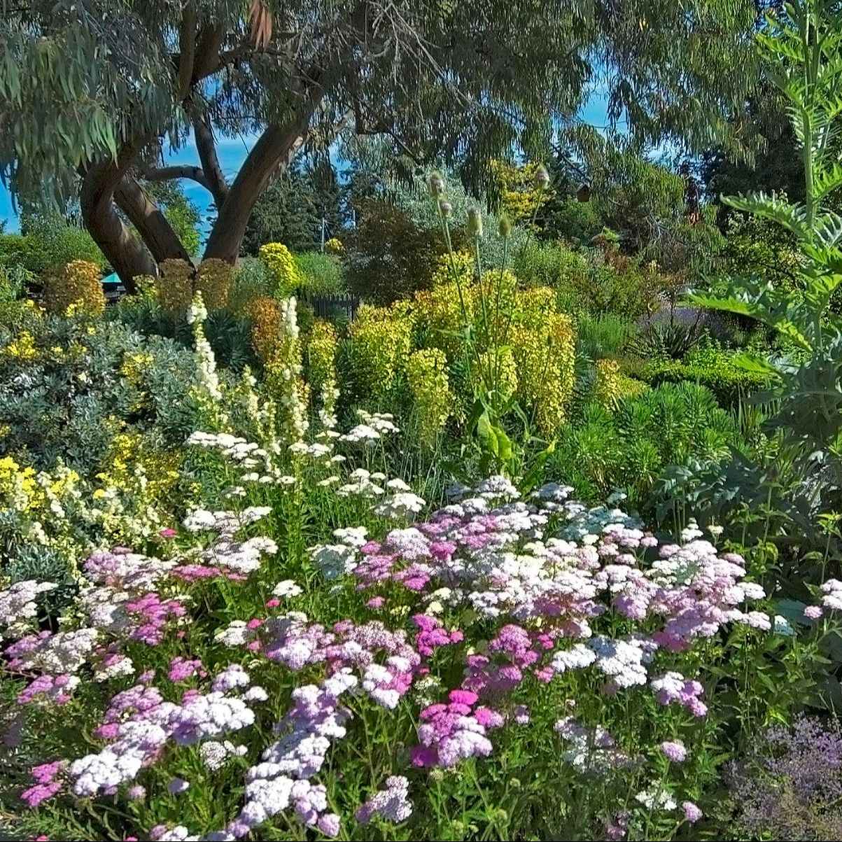 Achillea millefolium 'Summer Pastels' - Achillea 'Summer Pastels ...