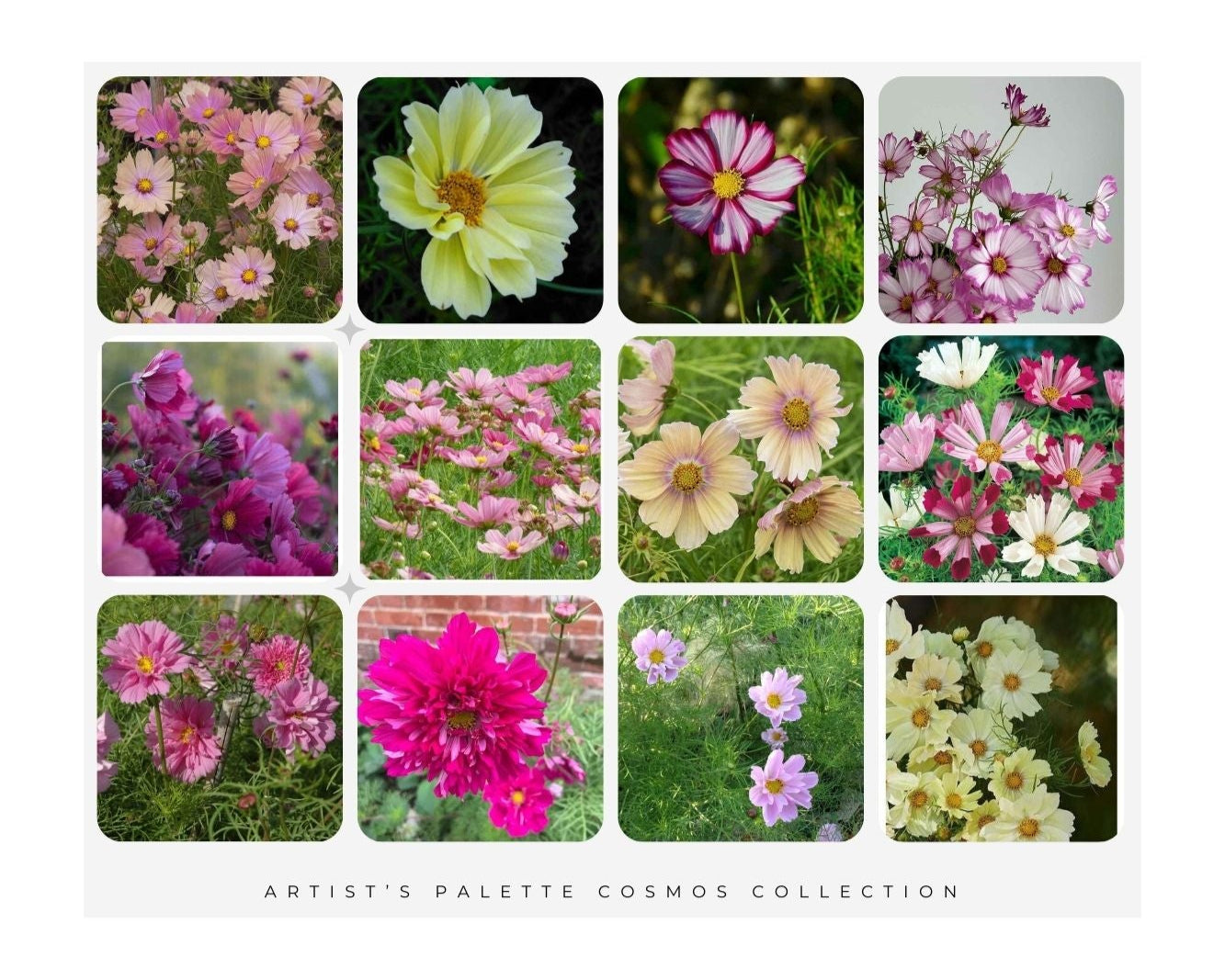 Artist's Pallete Cosmos collection - Organic Plant Nursery