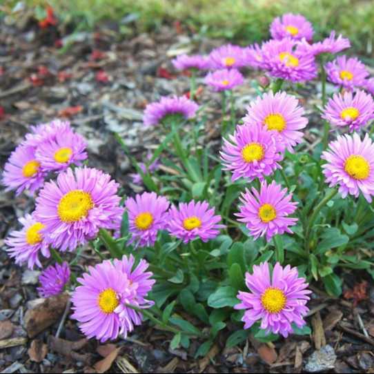 Aster 'Happy End' grown sustainably and plastic free in my back garden, carbon neutral Organic Plant Nursery