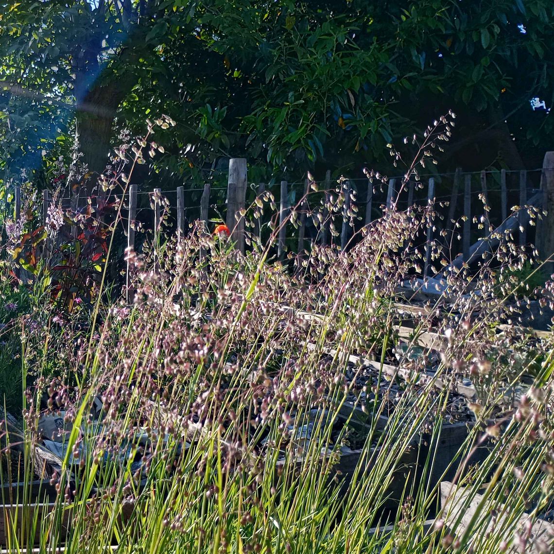 Briza media 'quaking grass':  Briza media 'Quaking Grass': Ethereal ornamental grass with delicate, shimmering seedheads that dance in the breeze. Easy to grow, drought-tolerant annual perfect for adding airy texture and romantic movement to gardens, bouquets and dried arrangements.