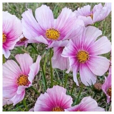 Vintage Romantic Pastels Cosmos collection - Organic Plant Nursery