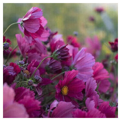 Artist's Pallete Cosmos collection - Organic Plant Nursery