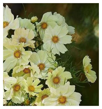 Artist's Pallete Cosmos collection - Organic Plant Nursery