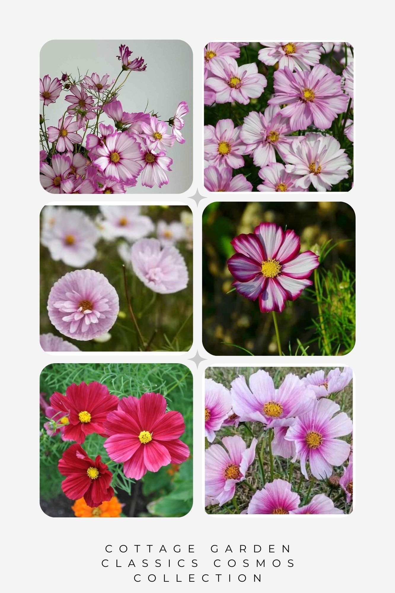 Cottage Garden Classics Cosmos Collection