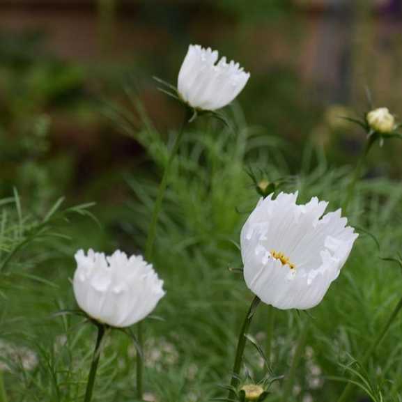 Elegant Whites & Textures Cosmos collection - Organic Plant Nursery