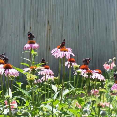 Echinacea Purpurea 'Magnus' grown sustainably and plastic free in my back garden, carbon neutral Organic Plant Nursery