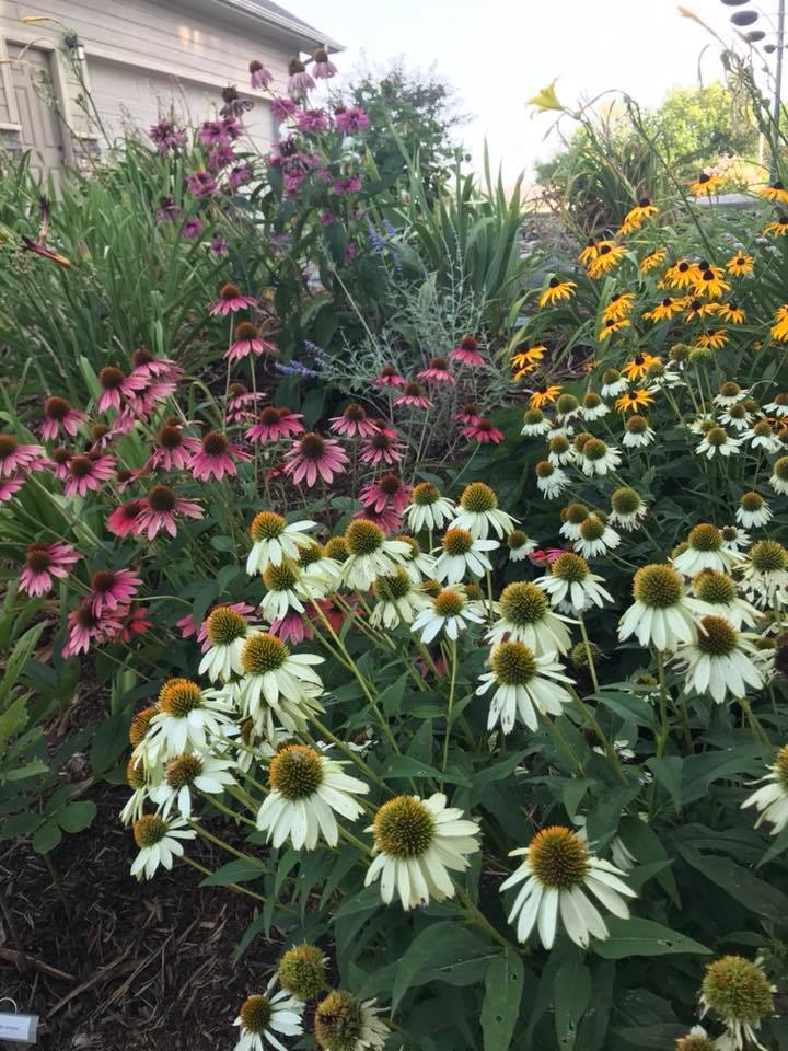 Echinacea Purpurea grown sustainably and plastic free in my back garden, carbon neutral Organic Plant Nursery