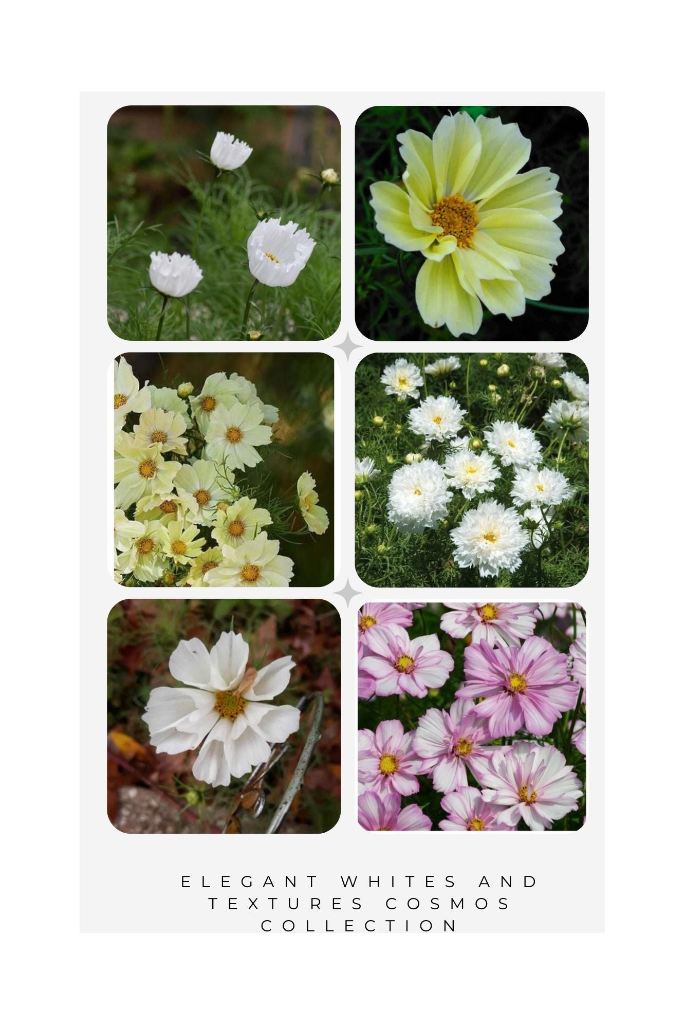 Elegant Whites & Textures Cosmos collection - Organic Plant Nursery