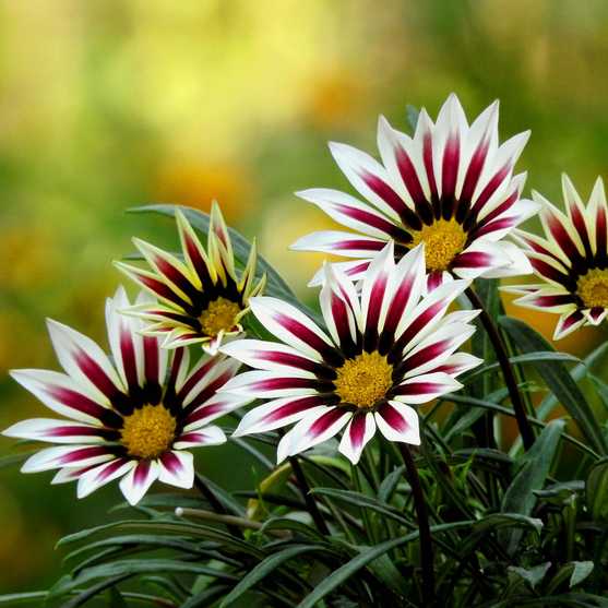 Gazania Rigens Kiss White Flame – Organic Plant Nursery