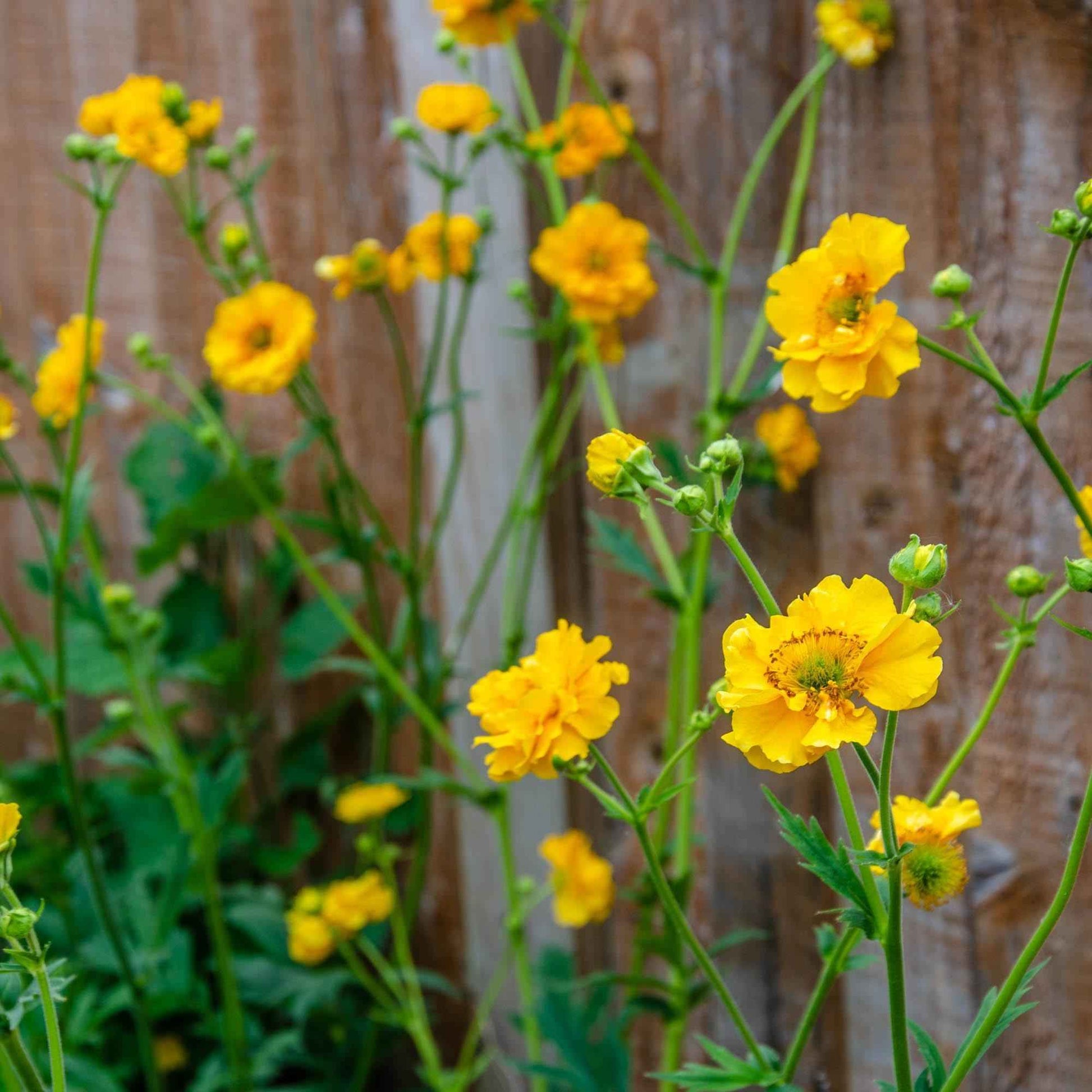 Geum 'Lady Stratheden' grown sustainably and plastic free in my back garden, carbon neutral Organic Plant Nursery