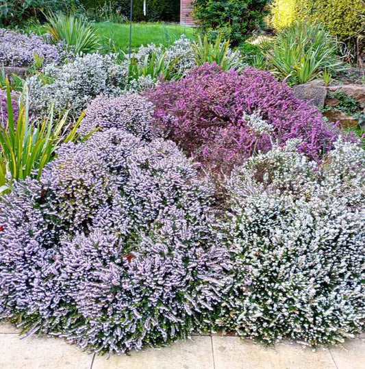 Erica Carnea - Winter Flowering Heather grown sustainably and plastic free in my back garden, carbon neutral Organic Plant Nursery