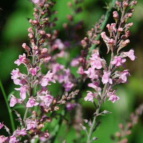 Linaria purpurea 'Canon Went' grown sustainably and plastic free in my back garden, carbon neutral Organic Plant Nursery