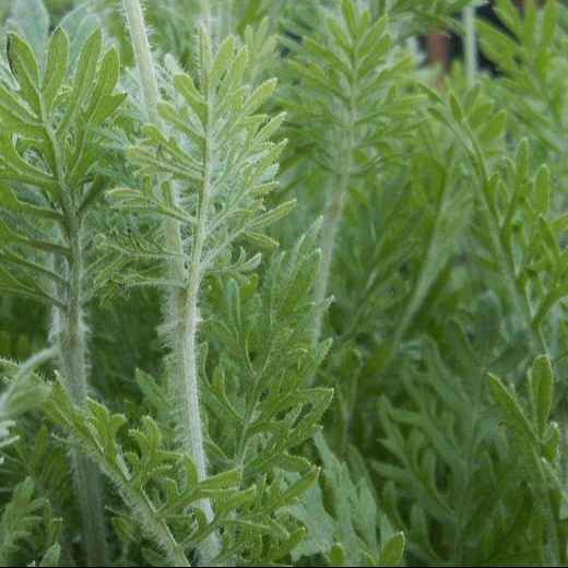 Lavandula Multifida grown sustainably and plastic free in my back garden, carbon neutral Organic Plant Nursery