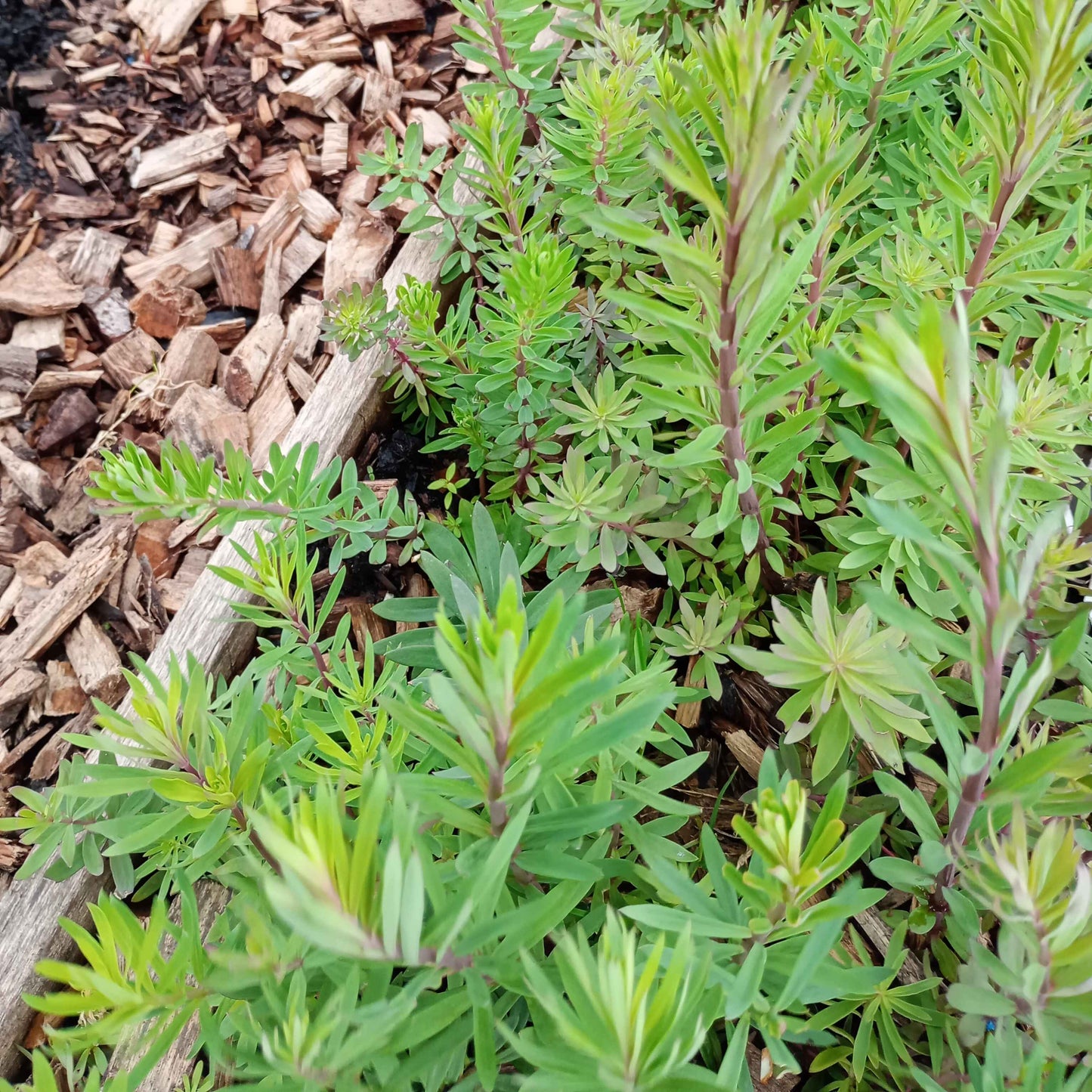 Linaria purpurea 'Canon Went' grown sustainably and plastic free in my back garden, carbon neutral Organic Plant Nursery