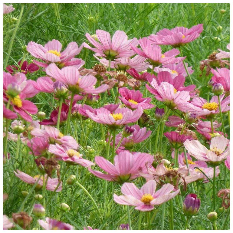 Artist's Pallete Cosmos collection - Organic Plant Nursery