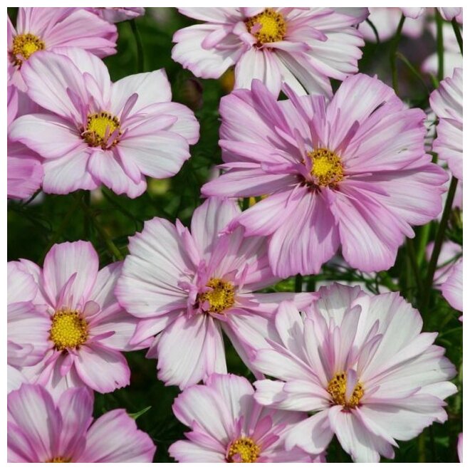 Elegant Whites & Textures Cosmos collection - Organic Plant Nursery