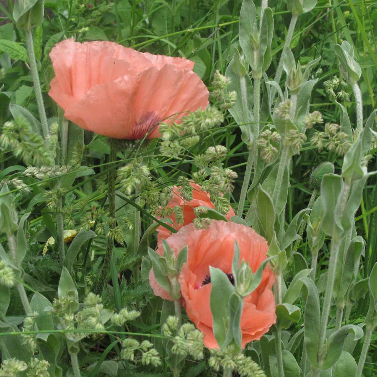 Papaver Orientale 'Coral' Oriental Poppy grown sustainably and plastic free in my back garden, carbon neutral Organic Plant Nursery