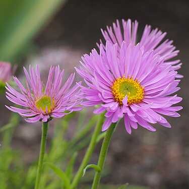 Aster 'Happy End' grown sustainably and plastic free in my back garden, carbon neutral Organic Plant Nursery