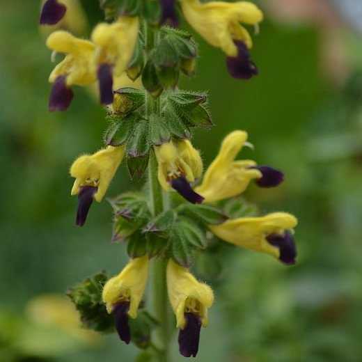 Salvia Bulleyana ‘Blue Lips' grown sustainably and plastic free in my back garden, carbon neutral Organic Plant Nursery