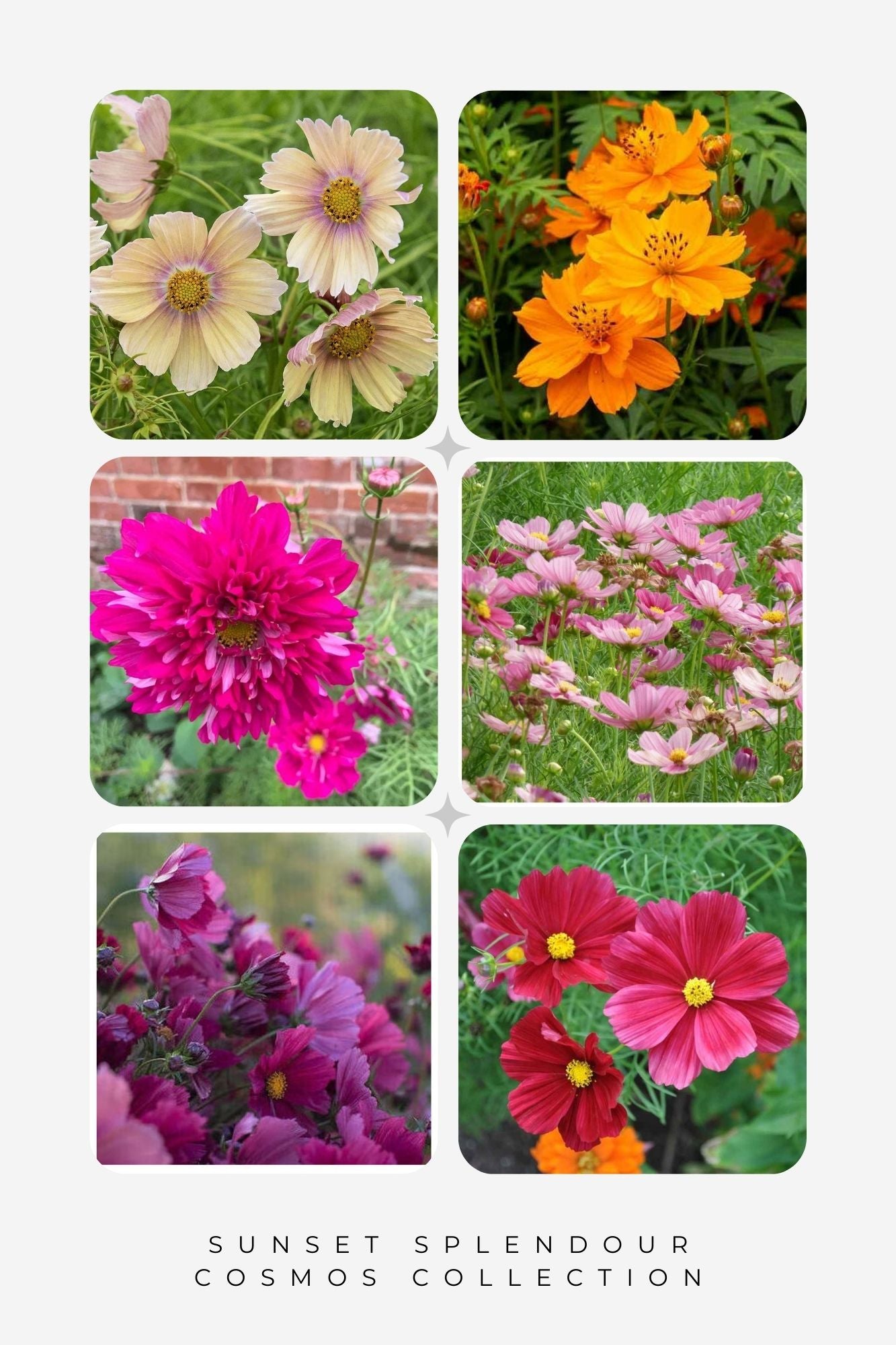 Sunset Splendour Cosmos collection - Organic Plant Nursery