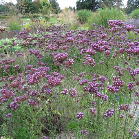 Verbena bonariensis grown sustainably and plastic free in my back garden, carbon neutral Organic Plant Nursery