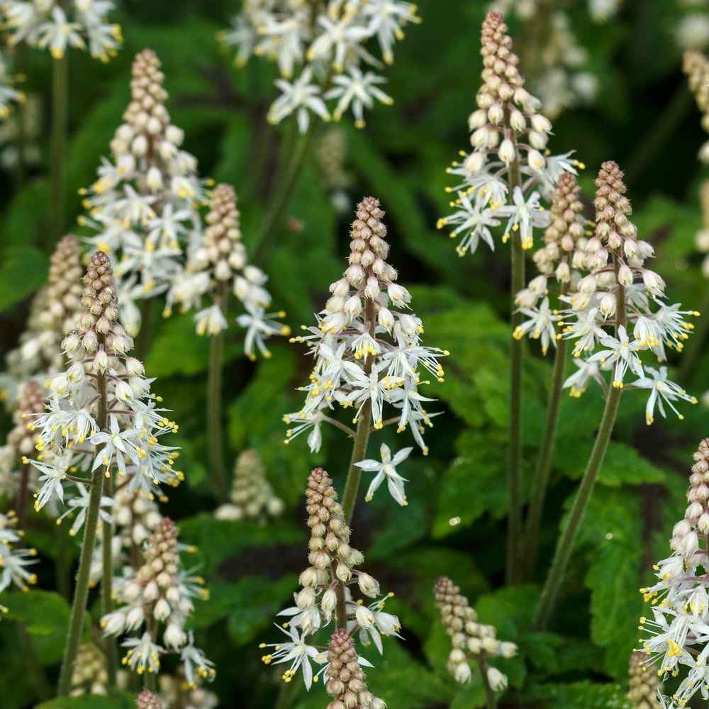 Tiarella cordifolia grown sustainably and plastic free in my back garden, carbon neutral Organic Plant Nursery