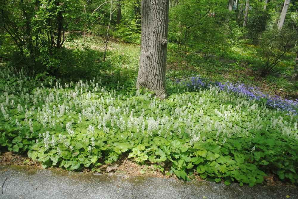 Tiarella cordifolia grown sustainably and plastic free in my back garden, carbon neutral Organic Plant Nursery