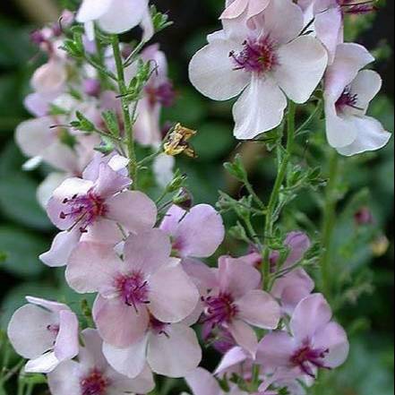 Verbascum Southern Charm' grown sustainably and plastic free in my back garden, carbon neutral Organic Plant Nursery