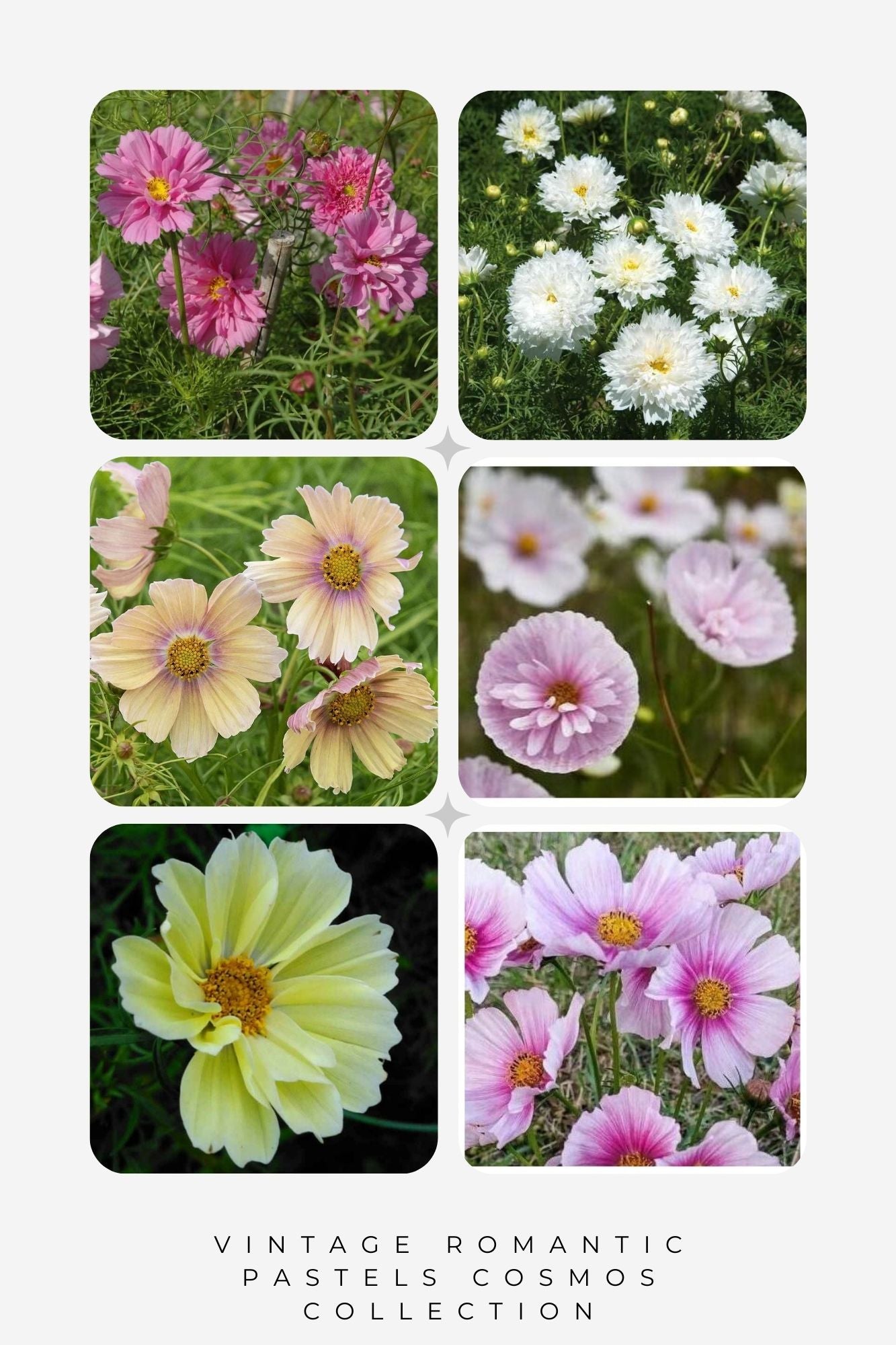 Vintage Romantic Pastels Cosmos collection - Organic Plant Nursery