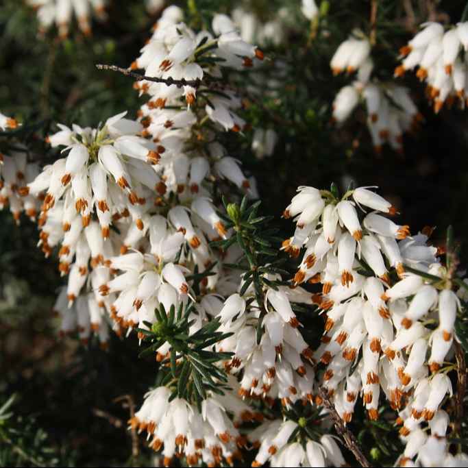 Erica Carnea - Winter Flowering Heather grown sustainably and plastic free in my back garden, carbon neutral Organic Plant Nursery