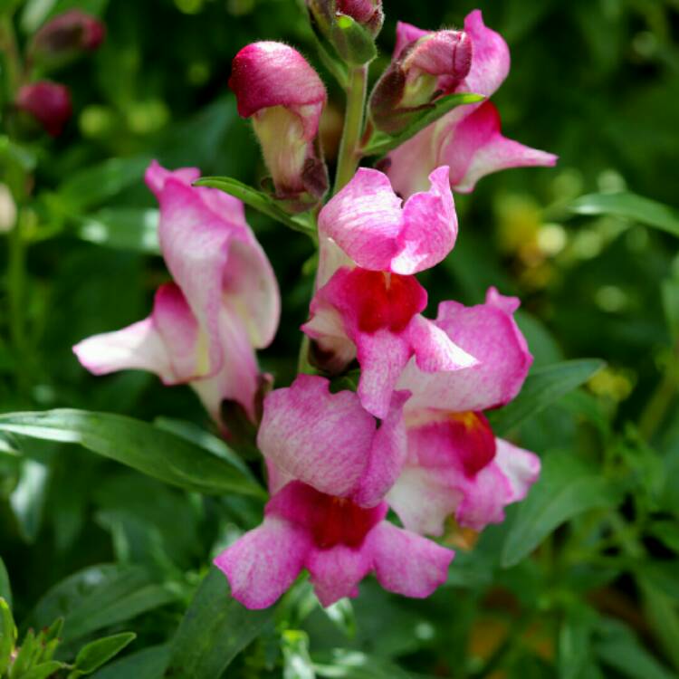 Antirrhinum majus 'Lucky Lips' – Organic Plant Nursery