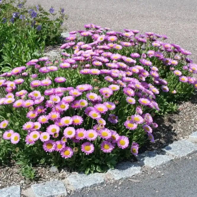 Aster 'Happy End' grown sustainably and plastic free in my back garden, carbon neutral Organic Plant Nursery