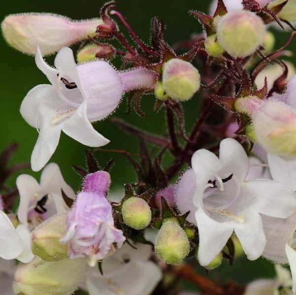 Penstemon digitalis 'Mystica' grown sustainably and plastic free in my back garden, carbon neutral Organic Plant Nursery