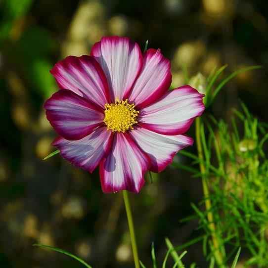 Artist's Pallete Cosmos collection - Organic Plant Nursery