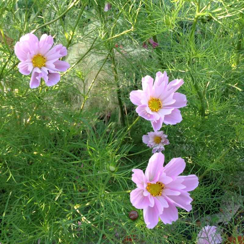 Elegant Whites & Textures Cosmos collection - Organic Plant Nursery