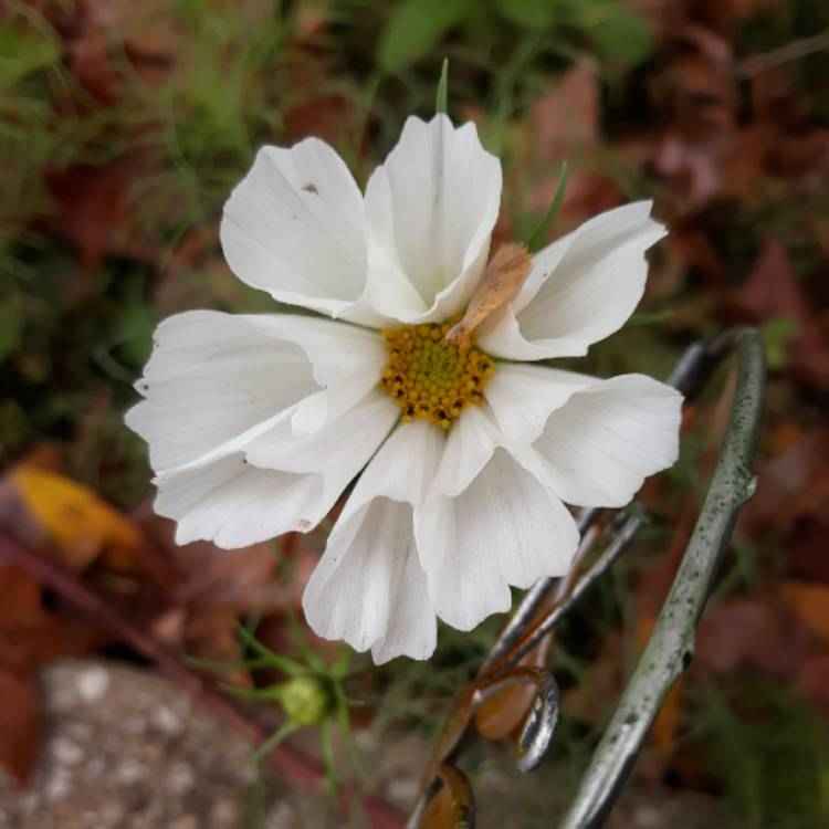 Elegant Whites & Textures Cosmos collection - Organic Plant Nursery