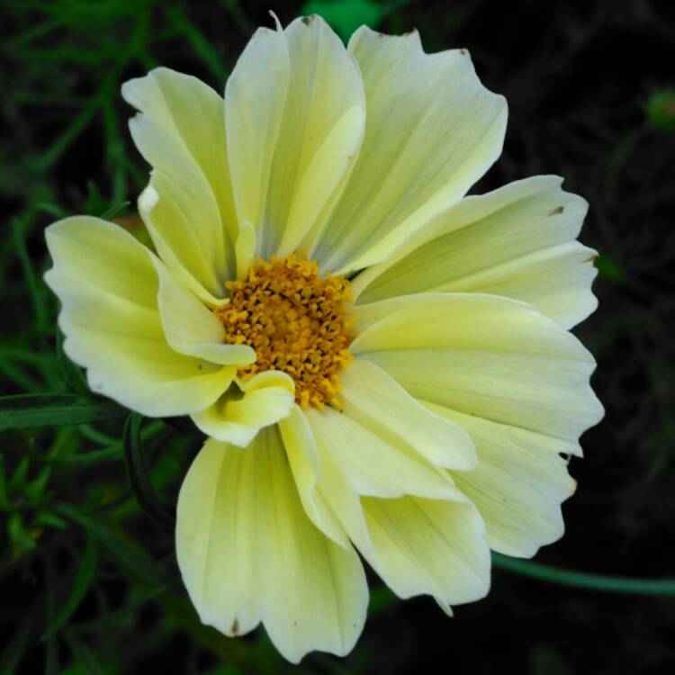 Artist's Pallete Cosmos collection - Organic Plant Nursery