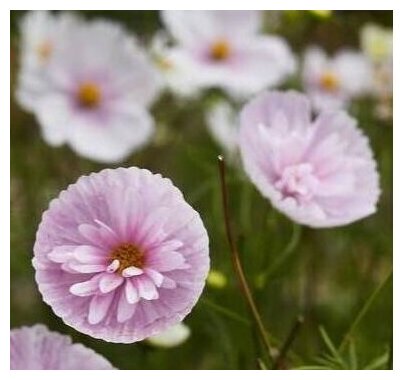 Vintage Romantic Pastels Cosmos collection - Organic Plant Nursery