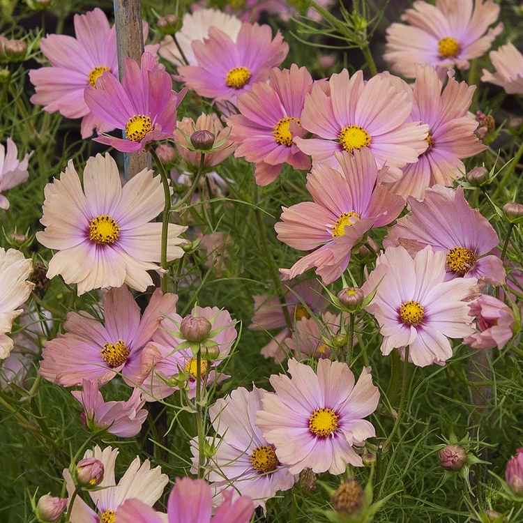 Artist's Pallete Cosmos collection - Organic Plant Nursery