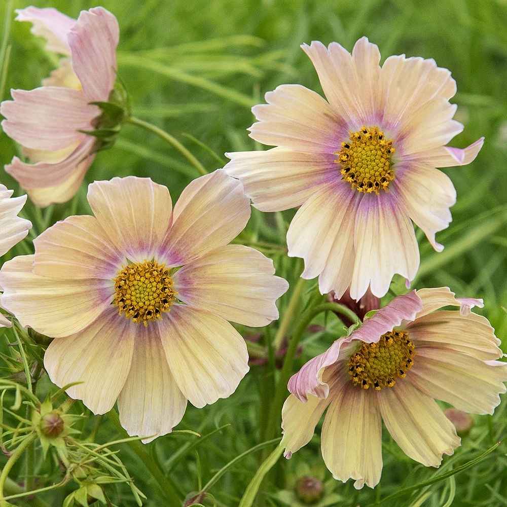 Vintage Romantic Pastels Cosmos collection - Organic Plant Nursery