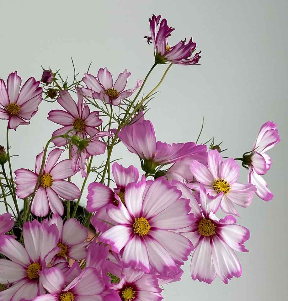 Cottage Garden Classics Cosmos collection - Organic Plant Nursery