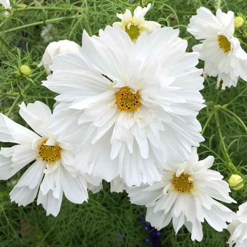 Elegant Whites & Textures Cosmos collection - Organic Plant Nursery