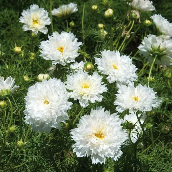 Elegant Whites & Textures Cosmos collection - Organic Plant Nursery