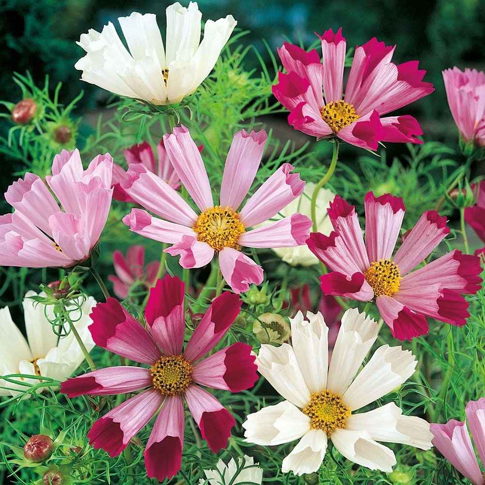 Artist's Pallete Cosmos collection - Organic Plant Nursery