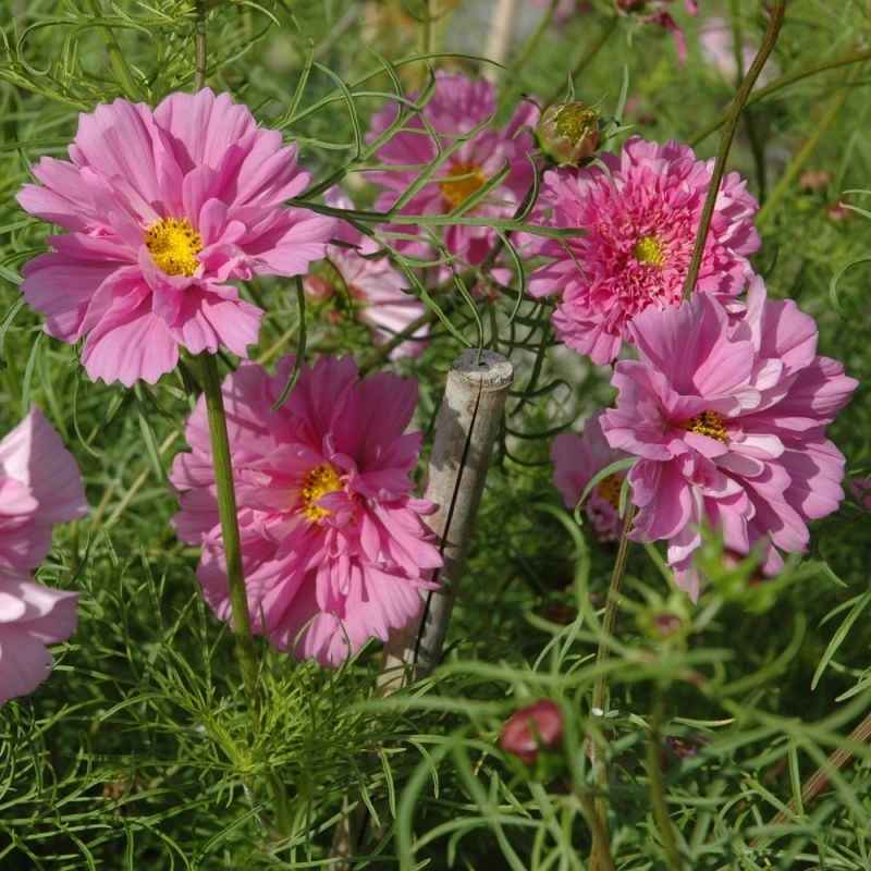 Vintage Romantic Pastels Cosmos collection - Organic Plant Nursery