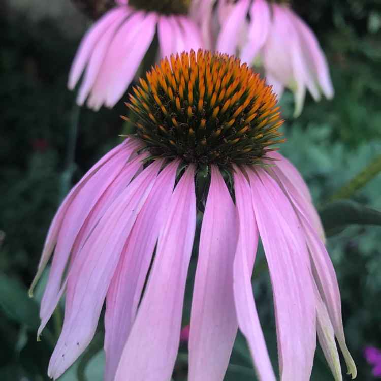 Echinacea Purpurea 'Magnus' grown sustainably and plastic free in my back garden, carbon neutral Organic Plant Nursery