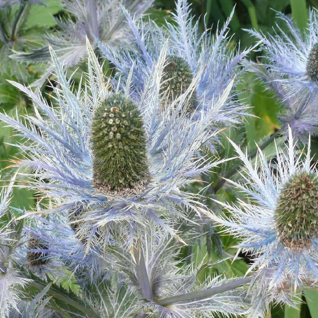 Eryngium Alpinum Superbum grown sustainably and plastic free in my back garden, carbon neutral Organic Plant Nursery