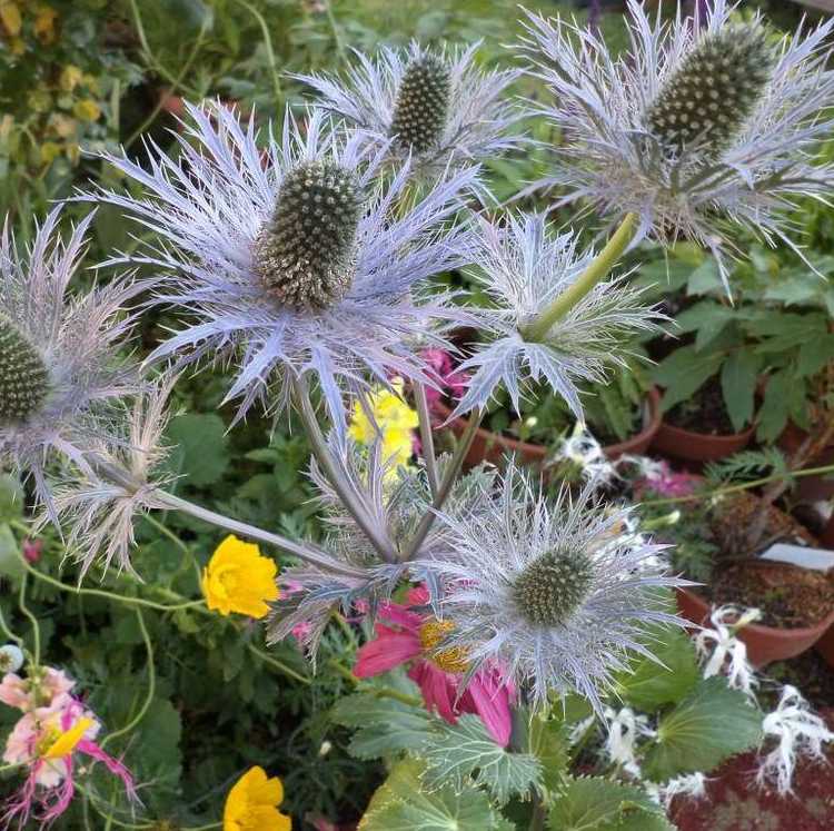 Eryngium Alpinum Superbum grown sustainably and plastic free in my back garden, carbon neutral Organic Plant Nursery