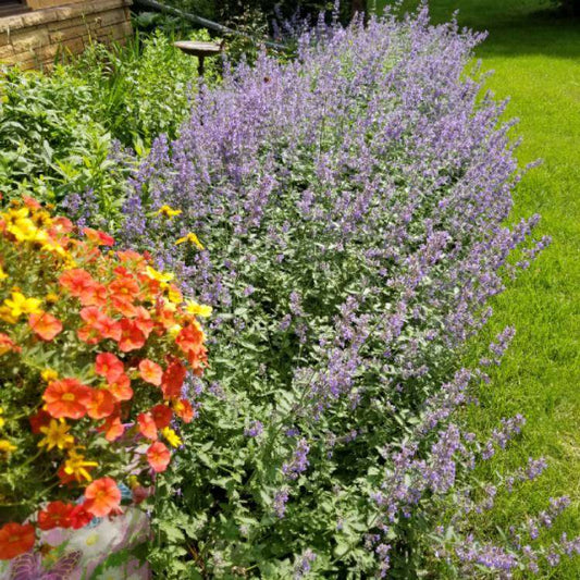 Nepeta x faassenii 'Clear Blue' (Syn Nepeta mussinii) grown sustainably and plastic free in my back garden, carbon neutral Organic Plant Nursery